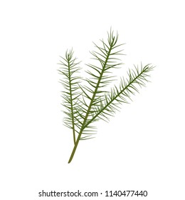 Pine Tree Pine Cone Needles Isolated Vector Icon Symbol Illustration Background