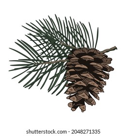 Pine Tree Cone en la ramita. Ilustración vectorial dibujada a mano de cono de pino con rama, aislada en fondo blanco