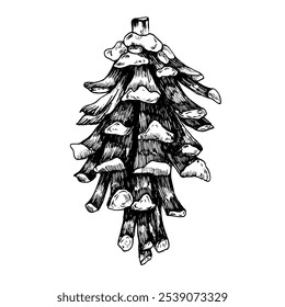 Pine tree cone, realistic hand-drawn ink graphics illustration. Botanical isolated element in outline,detailed silhouette in monochrome.Christmas and winter packing,gift design. Evergreen tree element