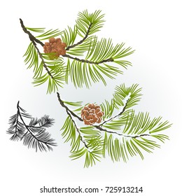 Pine tree and pine cones branch autumnal and winter snowy natural background vector illustration editable hand draw
