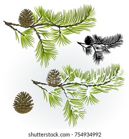 Pine tree and pine cones branch autumnal and winter snowy and silhouette natural background vector illustration editable hand draw