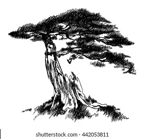 Pine tree . Drawing by hand engraving . Old pine tree with broken branches .