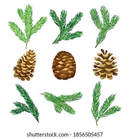 Pine Tree Evergreen Branches And Cones Vector Set