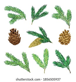 Pine Tree Evergreen Branches And Cones Vector Set