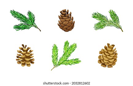 Pine Tree Evergreen Branches and Cones Vector Set