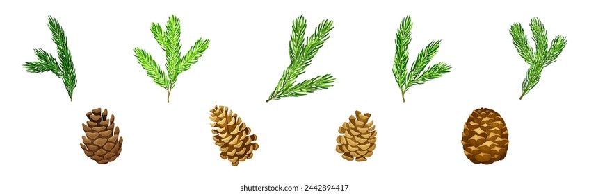 Pine Tree Evergreen Branches with Needles and Cone Vector Set