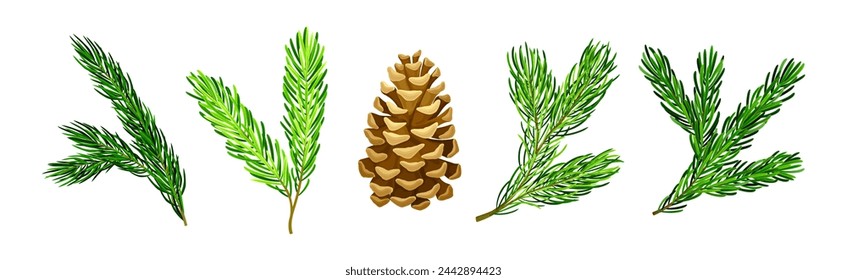 Pine Tree Evergreen Branches with Needles and Cone Vector Set