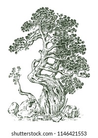 Pine Tree Or Evergreen Juniper, Cypress Isolated Object.Engraved Hand Drawn In Old Vintage Sketch. Tropical Plant.