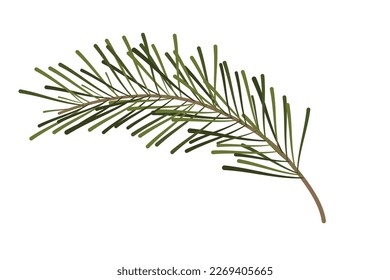 Pine tree, fir branch in cartoon style evergreen decoration isolated on white background. Christmas holiday element