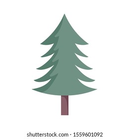 pine tree foliage botanical on white background vector illustration