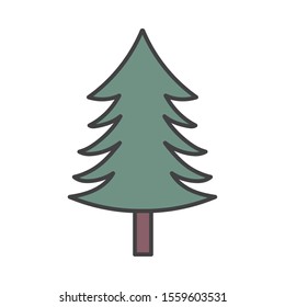 pine tree foliage botanical on white background vector illustration