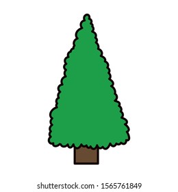 pine tree foliage botanical on white background vector illustration