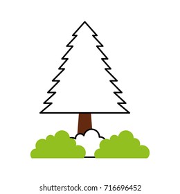pine tree forest natural flora foliage