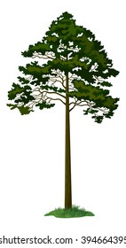 Pine Tree and Green Grass Isolated on White Background. Vector