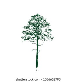 Pine tree. Green Line drawing Isolated on white Background. Hand drawn sketch. Vector illustration.