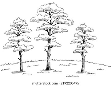 Pine tree grove graphic black white landscape sketch illustration vector 