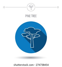 Pine tree icon. Forest wood sign. Nature environment symbol. Blue flat circle button. Linear icon with shadow. Vector