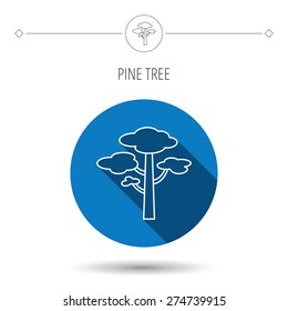 Pine tree icon. Forest wood sign. Nature environment symbol. Blue flat circle button. Linear icon with shadow. Vector