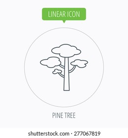Pine tree icon. Forest wood sign. Nature environment symbol. Linear outline circle button. Vector