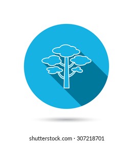 Pine tree icon. Forest wood sign. Nature environment symbol. Blue flat circle button with shadow. Vector