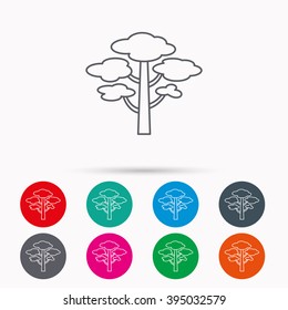 Pine tree icon. Forest wood sign. Nature environment symbol. Linear icons in circles on white background.