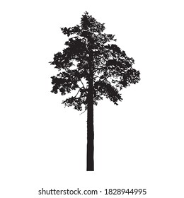 Pine tree isolated on a white background. black silhouettes. high tree isolated on white. vector illustration. EPS10.
