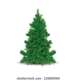 Pine tree isolated on white background. Vector illustration