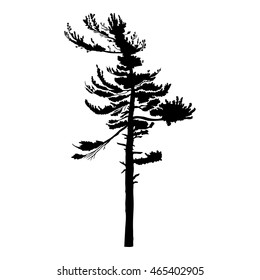 Pine tree isolated on white background, silhouette woods and fir tree for your design, isolated.