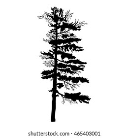Pine tree isolated on white background, silhouette woods and fir tree for your design, isolated.