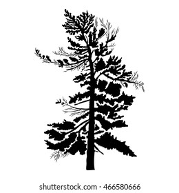 Pine tree isolated on white background, silhouette woods and fir tree for your design, isolated.