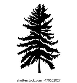 Pine tree isolated on white background, silhouette woods and fir tree for your design, isolated.