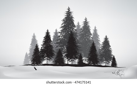 pine tree  Isolated on White snow,