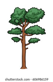 Pine tree, isolated on white, vector illustration