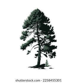 Pine tree isolated in white background