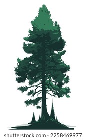 Pine tree isolated in white background