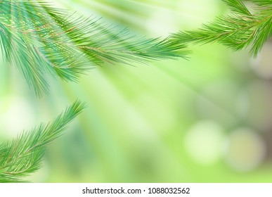 Pine Tree Leaf on Nature Background illustration