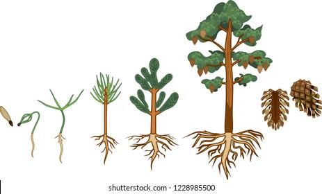 Pine tree life cycle. Stages of growth from seed to mature pine tree with cones