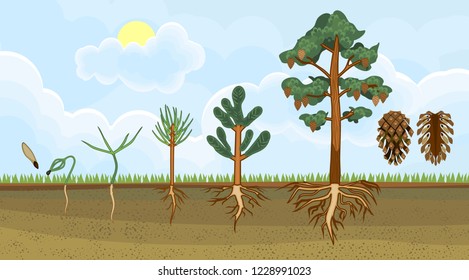 Pine tree life cycle. Stages of growth from seed to mature pine tree with cones. Plants showing root structure below ground level 