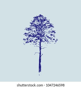 Pine tree. Line drawing. Blue colors. Hand drawn sketch. Vector illustration.