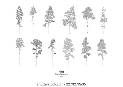 Pine tree line drawing, Minimal style, Side view, set of graphics trees elements outline symbol for architecture and landscape design. Vector illustration, Pinus Sylvestris