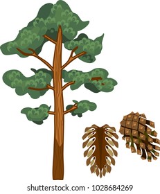 Pine tree with mature seed cones on white background