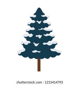 pine tree on white background