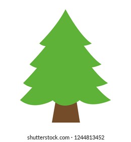 pine tree on white background