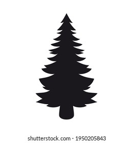 pine tree on white background