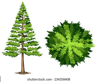 A pine tree on a white background 