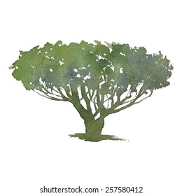 pine tree on a white background. Watercolor. vector