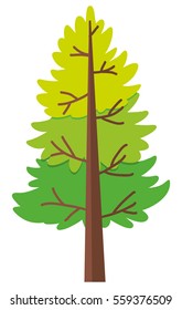 Pine tree on white background illustration