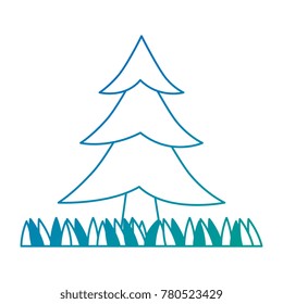pine tree plant with grass