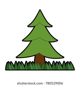 pine tree plant with grass