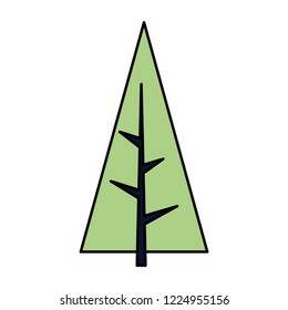 pine tree plant on white background